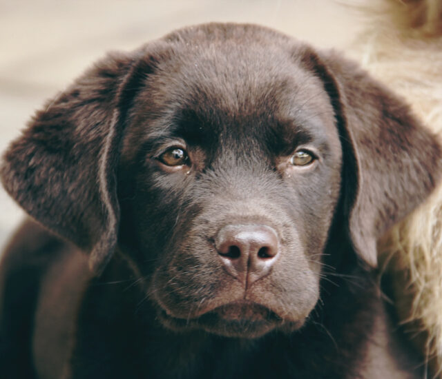 DOG Charlie Labs scaled