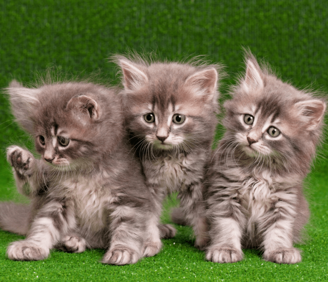Nurturing New Beginnings: A Guide to Raising Kittens and Fostering Responsibility in Children
