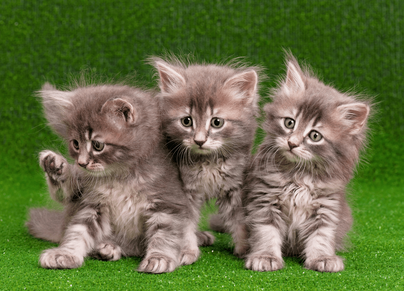 Nurturing New Beginnings: A Guide to Raising Kittens and Fostering Responsibility in Children