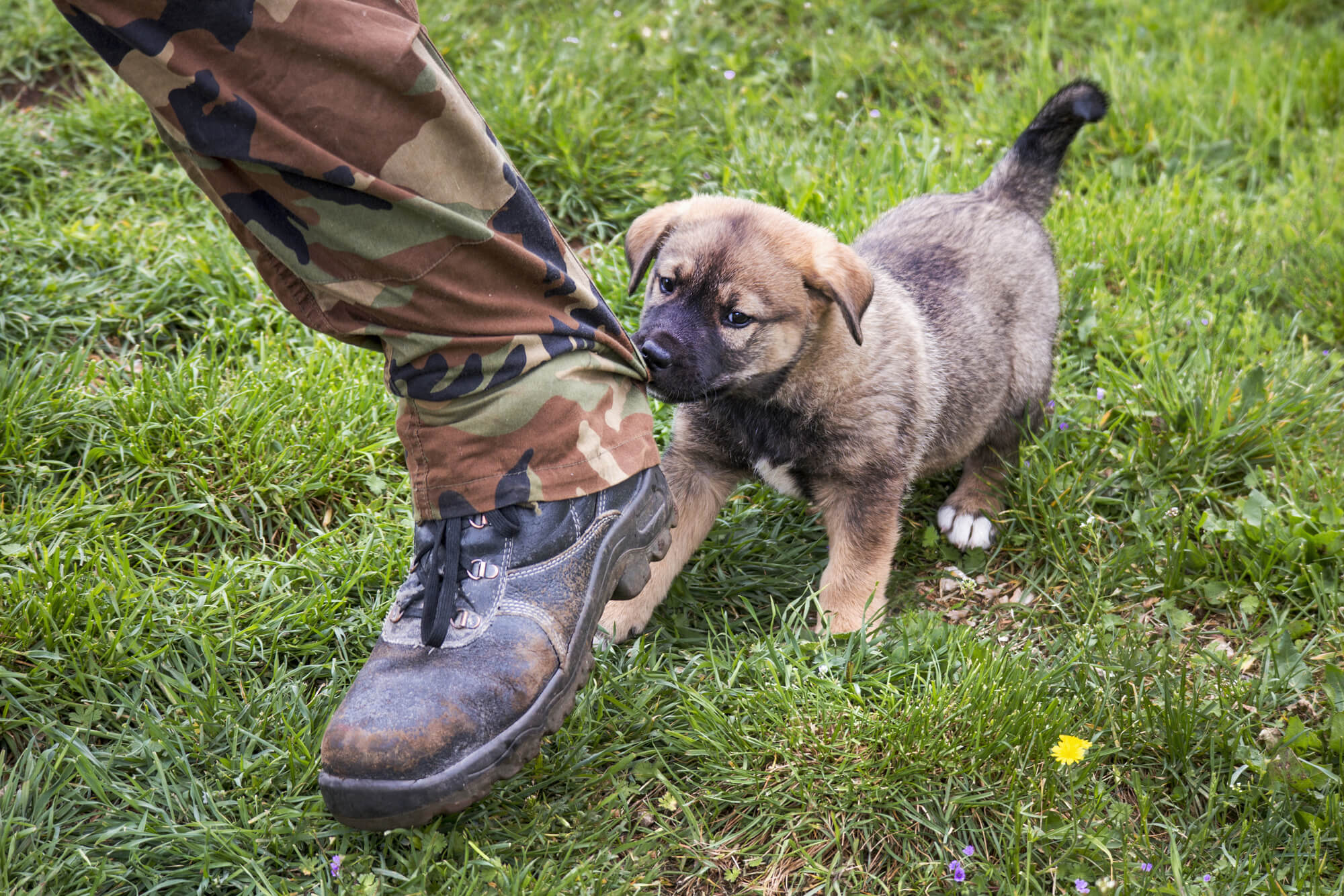 Pet Heroes: Unsung Heroes Behind Our Heroes Bringing Joy and Comfort to First Responders