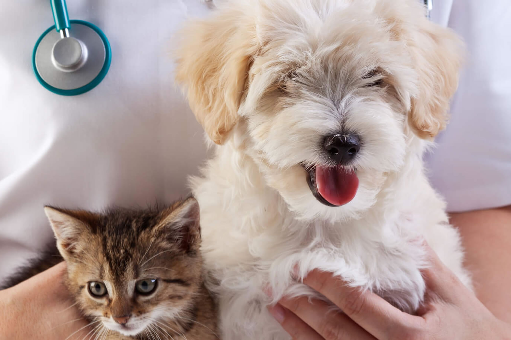 The Vast Knowledge of Veterinarians: Caring for America’s Beloved Pets