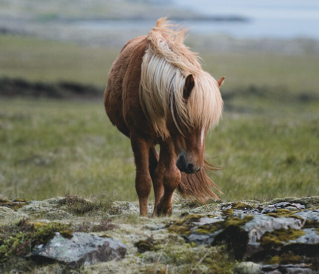 Family-Friendly Steeds: Choosing the Perfect Horse Breed for Your Home Stable