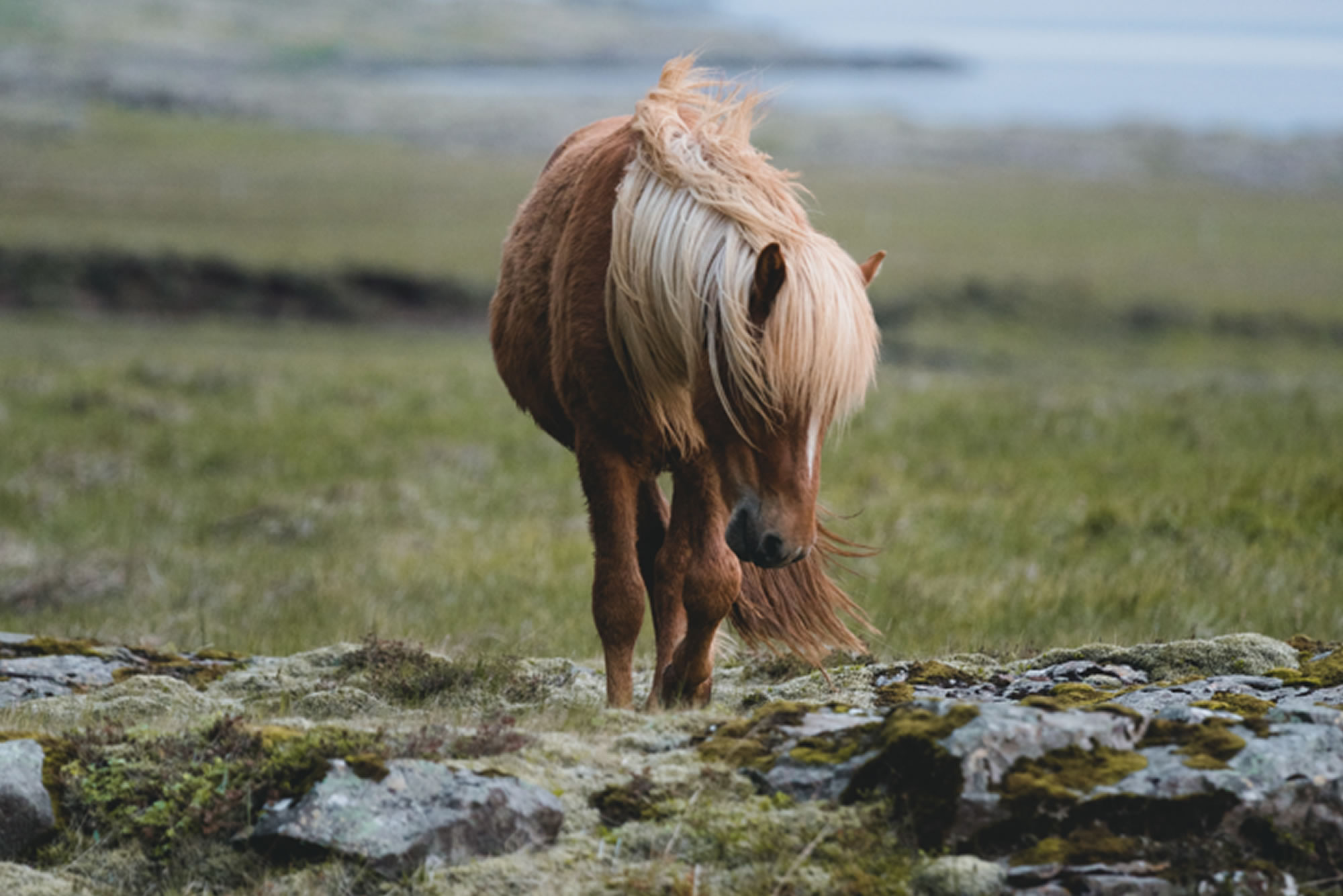 Family-Friendly Steeds: Choosing the Perfect Horse Breed for Your Home Stable