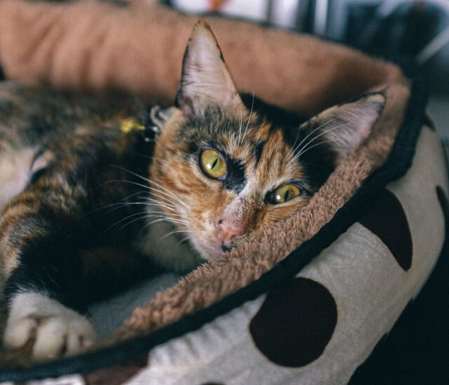 buddy cat