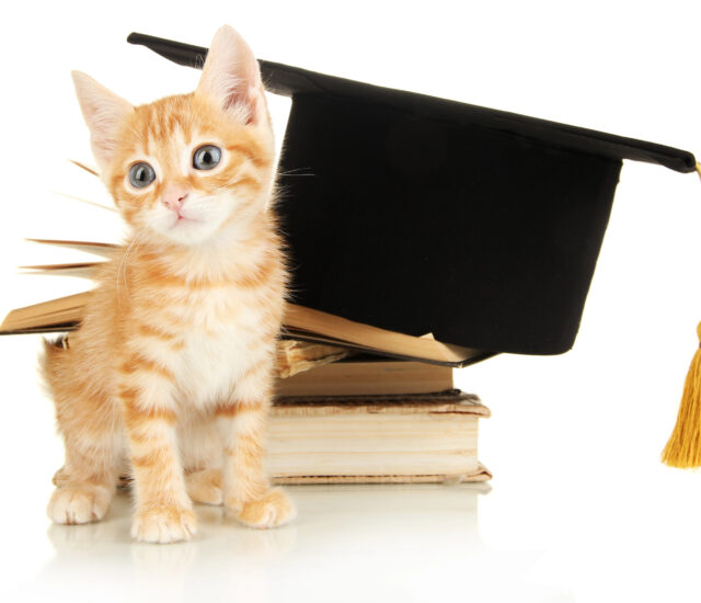 How Cats and Dogs Understand Language
